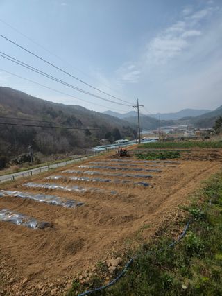 이영철님의 기타작물 · 영농일지 작성글 사진