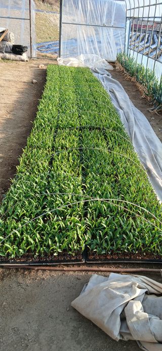 이민규님의 옥수수 · 영농일지 작성글 사진