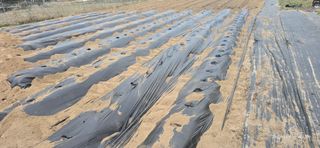 산골아찌님의 감자 · 영농일지 작성글 사진