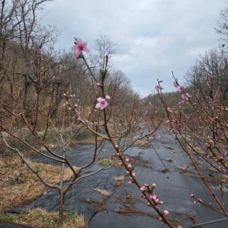 양배추21889님의 상추 · 영농일지 작성글 사진