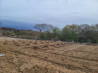 신승철님의 사과 · 영농일지 작성글 사진