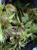 팜모닝 기타작물·영농일지 게시글 이미지