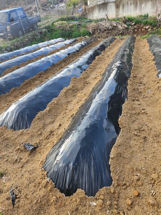 정철수님의 기타작물 · 영농일지 작성글 사진