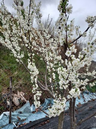 전진욱님의 기타작물 · 영농일지 작성글 사진