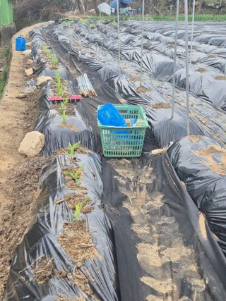 이경옥님의 기타작물 · 영농일지 작성글 사진