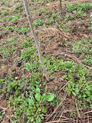 엉뚱님의 기타작물 · 영농일지 작성글 사진