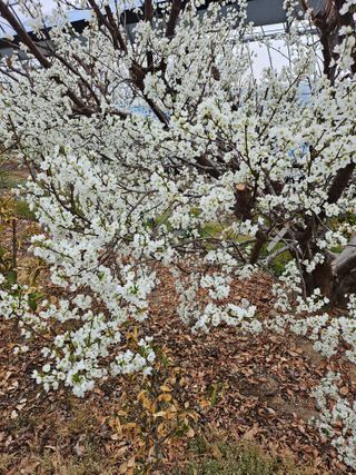 서정훈 님의 자두 · 영농일지 작성글 사진