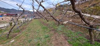 달맛햇복숭아농원님의 복숭아 · 영농일지 작성글 사진