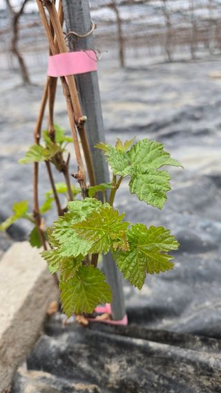 전진원님의 포도 · 영농일지 작성글 사진