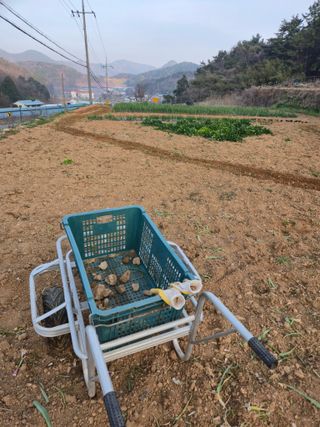 이영철님의 기타작물 · 영농일지 작성글 사진