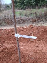 팜모닝 자두·영농일지 게시글 이미지