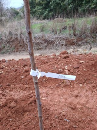 최영묵님의 자두 · 영농일지 작성글 사진