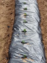 팜모닝 기타작물·영농일지 게시글 이미지