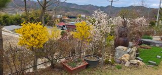 달맛햇복숭아농원님의 복숭아 · 영농일지 작성글 사진