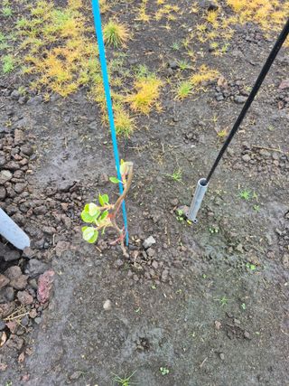 송창언님의 귤 · 영농일지 작성글 사진