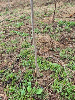 엉뚱님의 기타작물 · 영농일지 작성글 사진