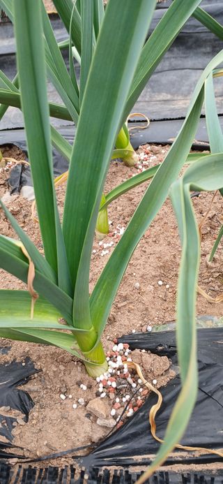 김성구님의 마늘 · 영농일지 작성글 사진