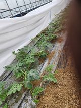 김저팔계님의 작성글 사진