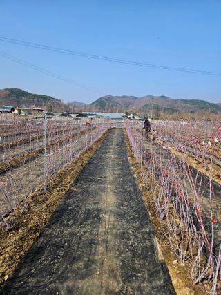 유제상님의 기타작물 · 영농일지 작성글 사진