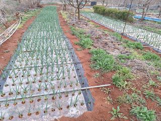 김용환님의 마늘 · 영농일지 작성글 사진