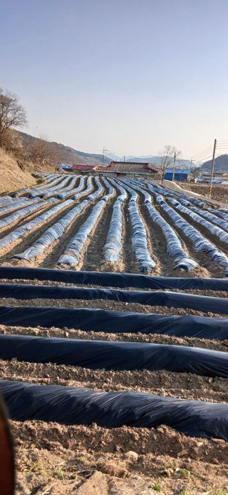 이민규님의 옥수수 · 영농일지 작성글 사진