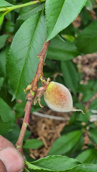 최근만님의 복숭아 · 영농일지 작성글 사진