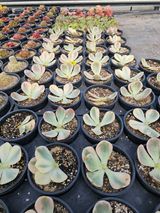 팜모닝 기타작물·영농일지 게시글 이미지