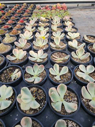 신상섭님의 기타작물 · 영농일지 작성글 사진