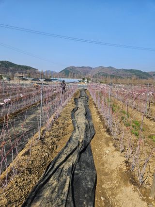 유제상님의 기타작물 · 영농일지 작성글 사진
