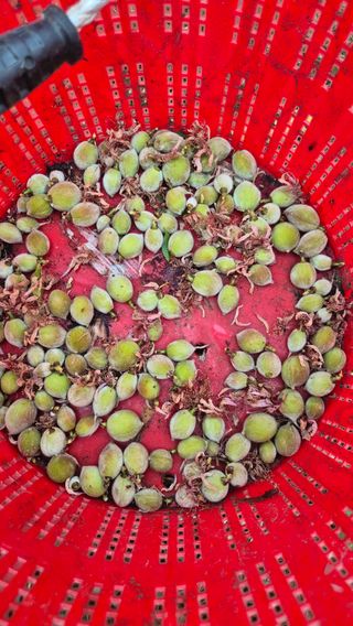 최근만님의 복숭아 · 영농일지 작성글 사진