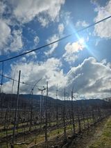 팜모닝 사과·영농일지 게시글 이미지