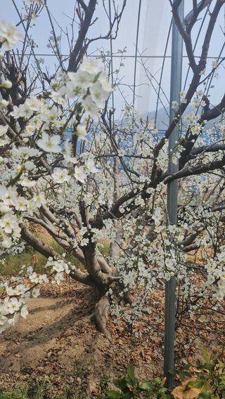 서정훈 님의 자두 · 영농일지 작성글 사진