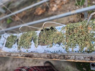 늘햇살팜 님의 기타작물 · 영농일지 작성글 사진