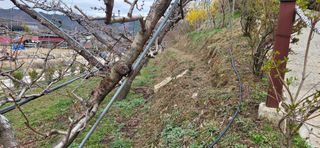 달맛햇복숭아농원님의 복숭아 · 영농일지 작성글 사진