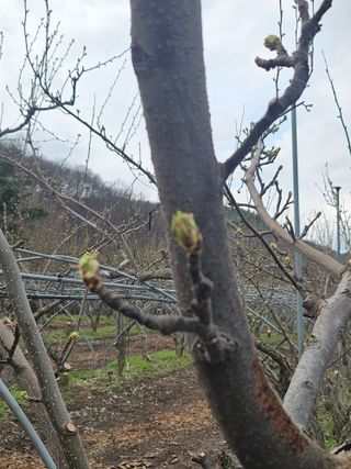 조영민님의 배 · 영농일지 작성글 사진
