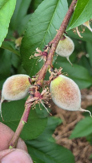 최근만님의 복숭아 · 영농일지 작성글 사진