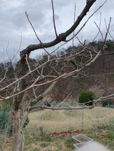 팜모닝 감·영농일지 게시글 이미지