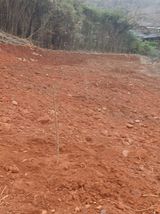 팜모닝 복숭아·영농일지 게시글 이미지