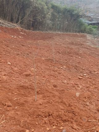 최영묵님의 복숭아 · 영농일지 작성글 사진