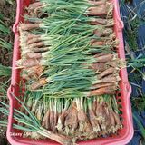 팜모닝 기타작물·영농일지 게시글 이미지