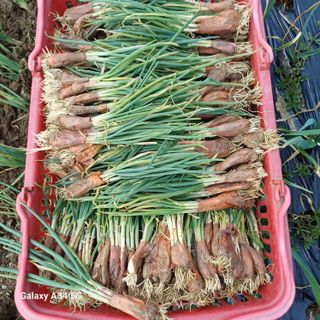 삼성농산님의 기타작물 · 영농일지 작성글 사진