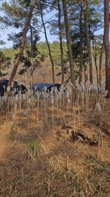 팜모닝 두릅·영농일지 게시글 이미지