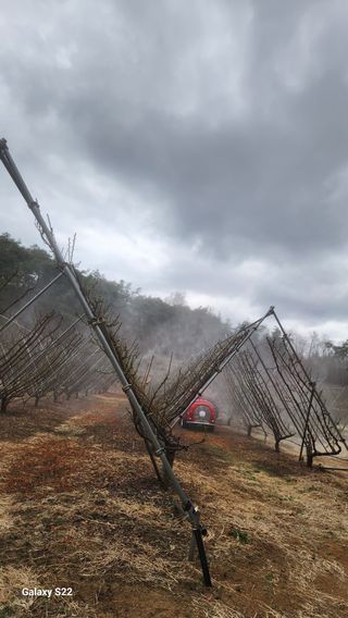 김준한님의 자두 · 영농일지 작성글 사진