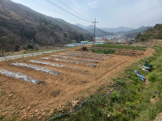 이영철님의 기타작물 · 영농일지 작성글 사진