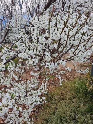 서정훈 님의 자두 · 영농일지 작성글 사진