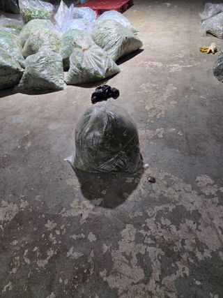 쌍둥이농장님의 기타작물 · 영농일지 작성글 사진