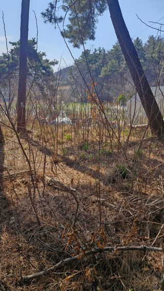 이철수님의 두릅 · 영농일지 작성글 사진