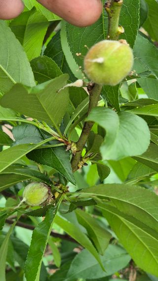 최근만님의 복숭아 · 영농일지 작성글 사진