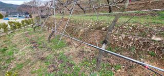 달맛햇복숭아농원님의 복숭아 · 영농일지 작성글 사진