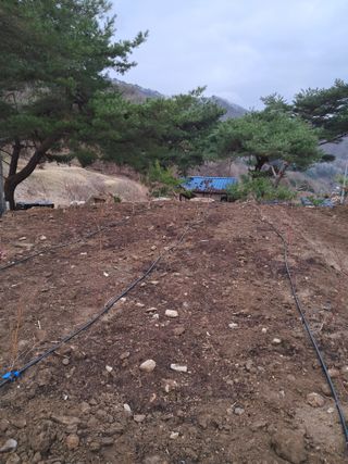 양배추20804님의 기타작물 · 영농일지 작성글 사진